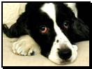 Saint Toby, English Springer Spaniel rescued dog, using the internet