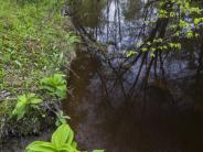 Oyster River Forest, Durham, NH: view of Oyster River; photo credit: J