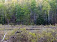 Sprucewood Forest, Durham, NH; photo credit: Jerry Monkman@ecophotography.photos