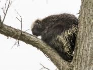 Oyster River Forest, Durham, NH; porcupine; photo credit: Jerry Monkman@ec