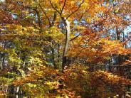 Oyster River Forest, Durham, NH