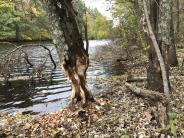 Beaver chew along Lamprey River at Doe Farm