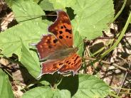 Question mark butterfly in Doe Farm clearing