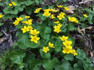 Marsh marigold at Doe Farm