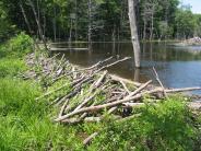 Beaver dam 