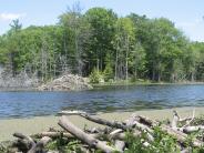 Beaver Dam - Langmaid Marsh