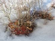 Spruce Hole Bog, Durham, NH January 2014 (photo credit: Beryl Harper)