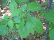 Sassafras at Wagon Hill Farm