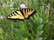 Swallowtail butterfly at Wagon Hill Farm, Durham, NH