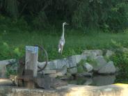 heron on the mill
