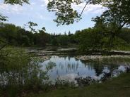 Mill Pond