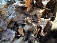 spring peeper on Stolworthy