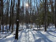 Stevens Woods, February 2025 (Photo credit: Veronique Ludington)
