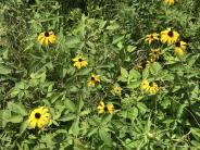 Black-eyed susan's among raspberries