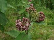 Common milkweed