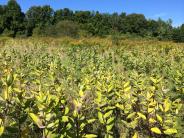 A patch of common milkweed on Oyster River Forest
