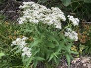 Boneset