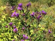 New England aster