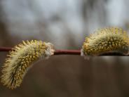 Pussy willow