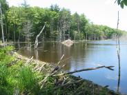 Beaver pond at Longmarsh Preserve