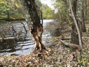 Beaver-chewed tree along Lamprey River at Doe Farm