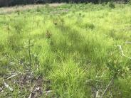 Native bayberry shrubs planted by volunteers at Thompson Forest