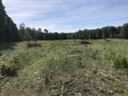 Regenerating field and brush piles at Thompson Forest