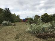 Clearing invasive shrubs at Thompson Forest