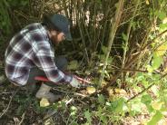 UNH Nature Groupie Intern cuts knotweed at town hall