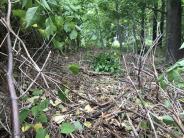 Area cleared of knotweed