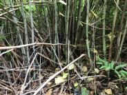 Japanese knotweed stand