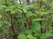 Japanese knotweed