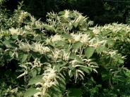 Japanese knotweed in bloom