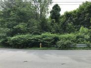 Knotweed stand at College Brook bridge