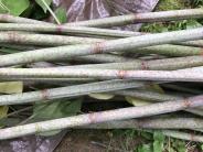 Japanese knotweed stems