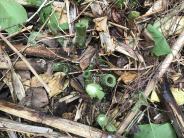 Remaining cut stems of Japanese knotweed
