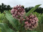MIlkweed in the meadow at Oyster River Forest
