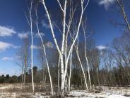 white birches