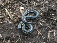 Garter snake