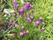 Purple milkwort