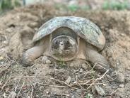 Durham turtle laying eggs by a culvert next to the recently restored Littlehale Brook on Bagdad Rd