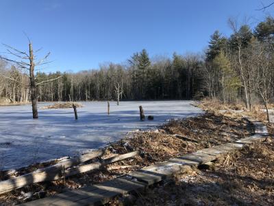 Longmarsh beaver pond