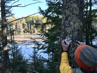 Conservation Commission member John Nachilly posts a Town Property Boundary sign along Horsehide Creek