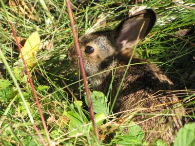 New England cottontail