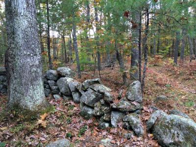 spruce hole bog