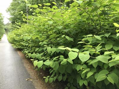 knotweed along road