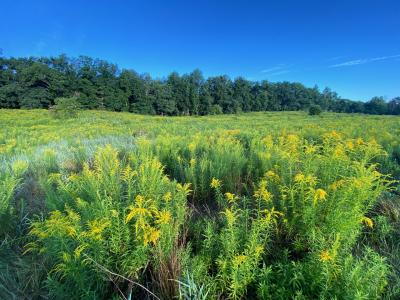 Meadow at ORF