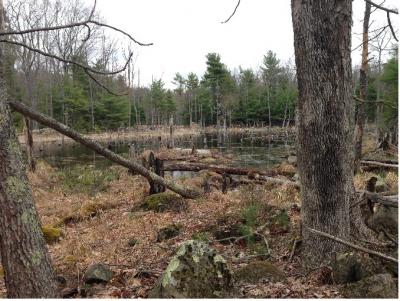 Willey wetland