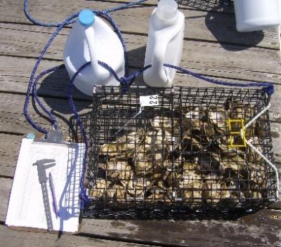 Oysters in a cage