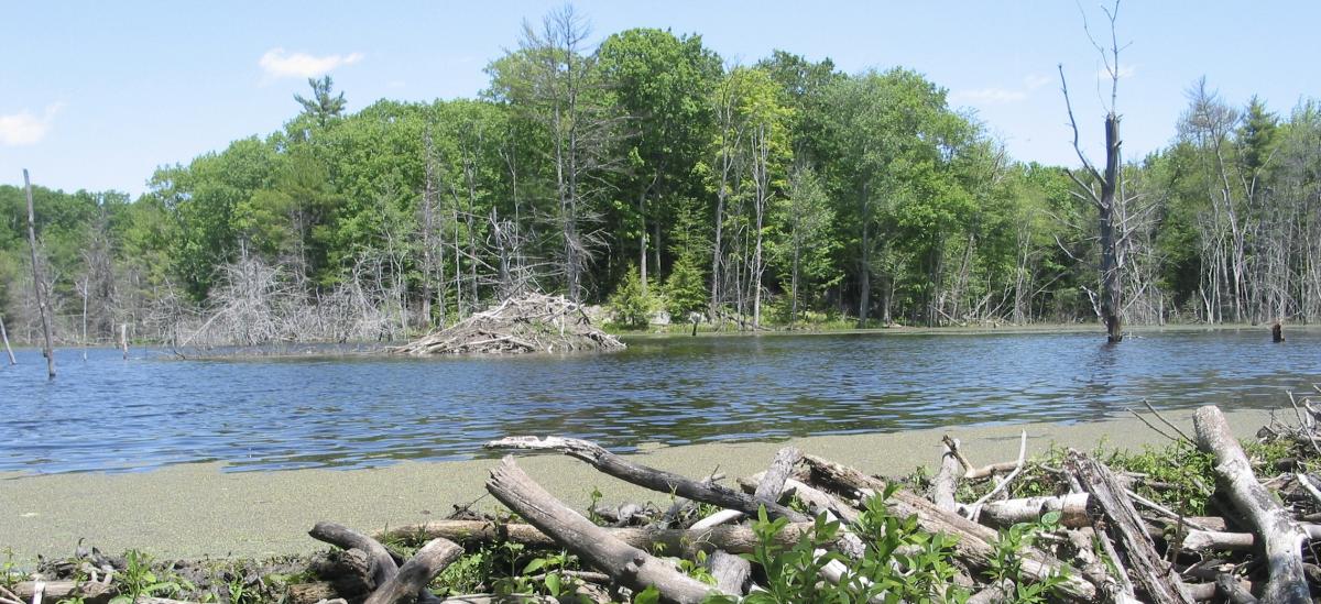 beaver pond